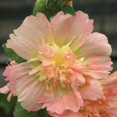 Шток-Роза Спринг Селебрейтис Роуз Шток-Роза Спринг Селебрейтис Роуз - Dolina-Sad.Ru