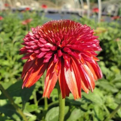 Эхинацея Оренжберри Эхинацея Оренжберри фото