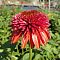 Эхинацея Оренжберри Эхинацея Оренжберри фото
