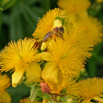 Зверобой Кальмана Гемо Зверобой Кальмана Гемо фото