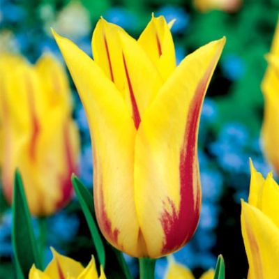 Тюльпан Флеминг Байсад Тюльпан Флеминг Байсад фото