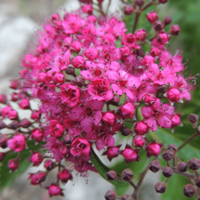 Спирея японская Фробелии фото