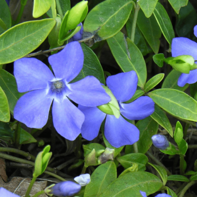 Барвинок Минор Барвинок Минор фото