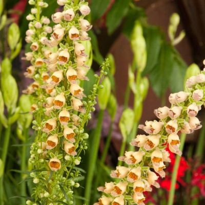 Наперстянка ржавая Гелбер Херолд - Dolina-Sad.Ru