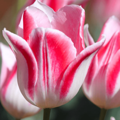 Тюльпан Микки Чик Тюльпан Микки Чик фото