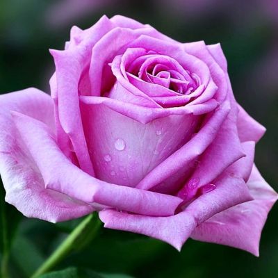 Роза Фосфор Роза Фосфор - Dolina-Sad.Ru