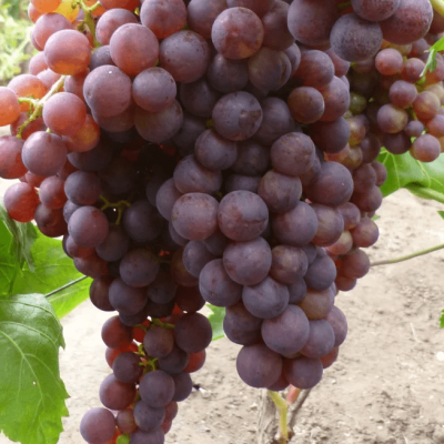 Виноград Ширвинта Виноград Ширвинта фото
