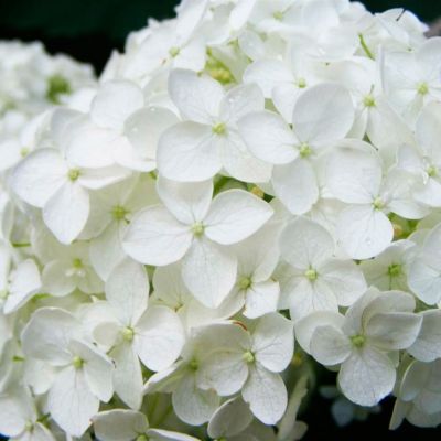 Гортензия крупнолистная Брайт Вайт Гортензия крупнолистная Брайт Вайт - Dolina-Sad.Ru
