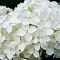 Гортензия крупнолистная Брайт Вайт Гортензия крупнолистная Брайт Вайт - Dolina-Sad.Ru