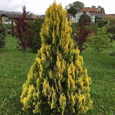 Туя западная Еллоу Риббон, С2 - Dolina-Sad.Ru