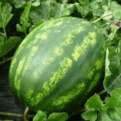 Арбуз Холодок Арбуз Холодок фото