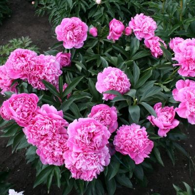 Пион Мисс Экхарт Пион Мисс Экхарт - Dolina-Sad.Ru