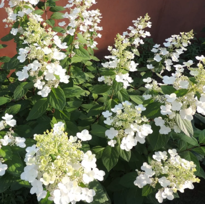 Гортензия метельчатая Киушу Гортензия метельчатая Киушу фото