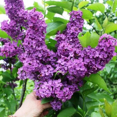 Сирень Памяти Людвига Шпета Сирень Памяти Людвига Шпета фото