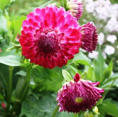 Георгина Капроз Пицца Георгина Капроз Пицца фото