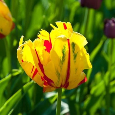 Тюльпан Ла Куртин Пэррот Тюльпан Ла Куртин Пэррот фото