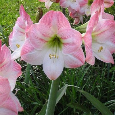 Амариллис Эппл Блоссом Амариллис Эппл Блоссом фото