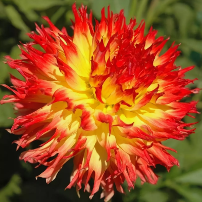 Георгина Пайнлэндс Пэм Георгина Пайнлэндс Пэм фото