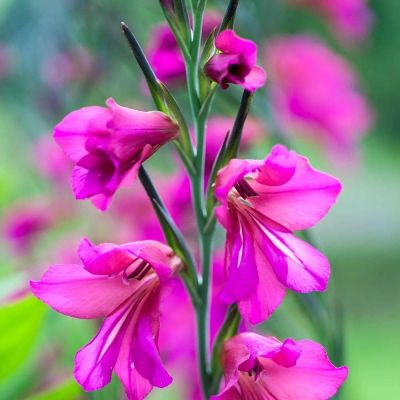 Гладиолус Бизантинус Гладиолус Бизантинус фото