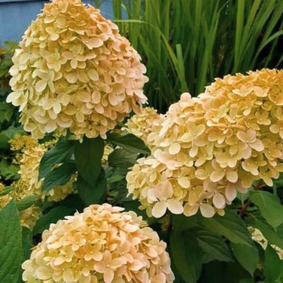 Гортензия метельчатая Коттон Крим, С3 Гортензия метельчатая Коттон Крим, С3 - Dolina-Sad.Ru