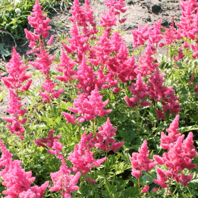 Астильба японская Бремен , P9 Астильба японская Бремен , P9 фото