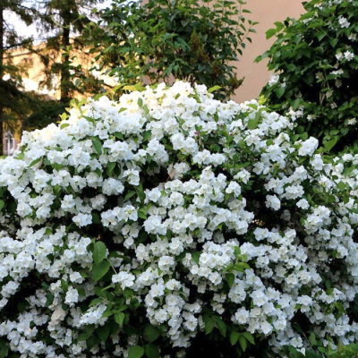 Жасмин Дам Бланш Жасмин Дам Бланш фото