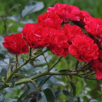 Роза Ред Фейри Роза Ред Фейри - Dolina-Sad.Ru