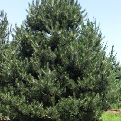 Сосна черная/австрийская Сосна черная/австрийская фото