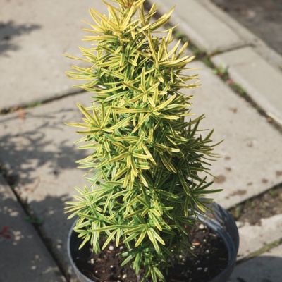 Тис ягодный Давид Тис ягодный Давид - Dolina-Sad.Ru