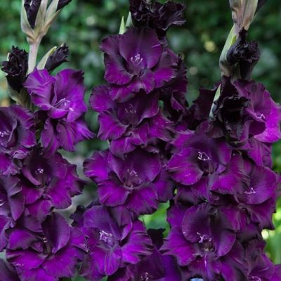 Гладиолус Черный Бархат Гладиолус Черный Бархат - Dolina-Sad.Ru