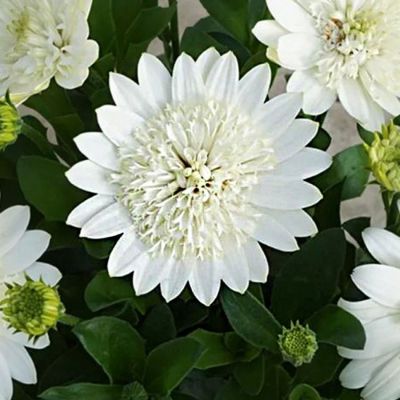 Остеоспермум 3Д Нанук - Dolina-Sad.Ru