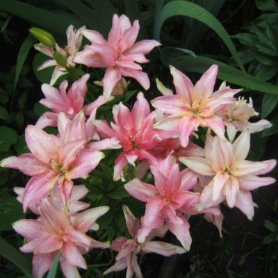 Лилия Афродита Лилия Афродита фото