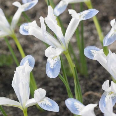 Ирис Фрозен Планет Ирис Фрозен Планет - Dolina-Sad.Ru