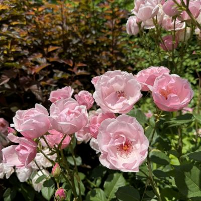 Роза Пинк пилар Роза Пинк пилар - Dolina-Sad.Ru