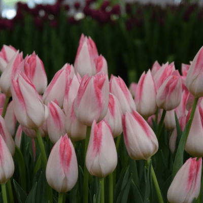 Тюльпан Микки Чик Тюльпан Микки Чик фото