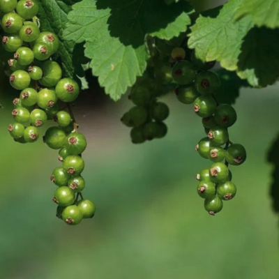 Смородина зеленоплодная Снежная Королева Смородина зеленоплодная Снежная Королева - Dolina-Sad.Ru