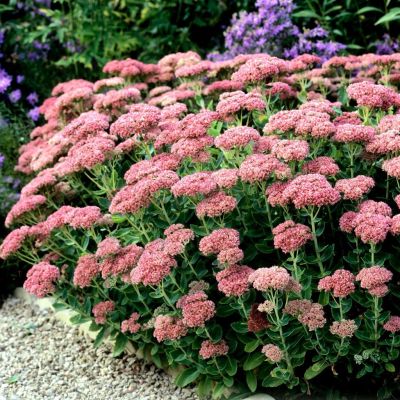 Седум Хербстфройде - Dolina-Sad.Ru