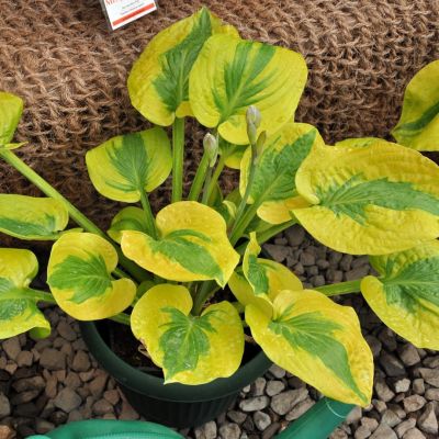 Хоста Глэд Рэгс Хоста Глэд Рэгс - Dolina-Sad.Ru