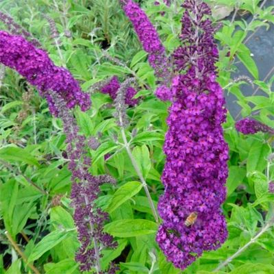 Буддлея Давида Африкан Квин Буддлея Давида Африкан Квин - Dolina-Sad.Ru