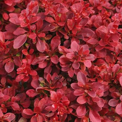 Барбарис Тунберга Ред Компакт Барбарис Тунберга Ред Компакт - Dolina-Sad.Ru