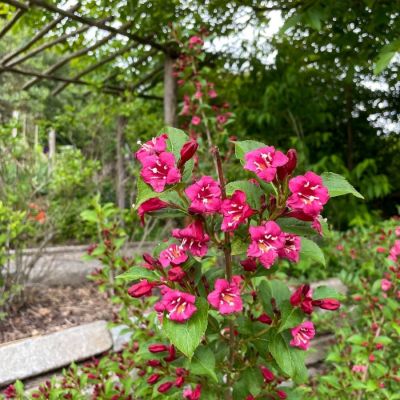 Вейгела Эвита, С3 Вейгела Эвита, С3 - Dolina-Sad.Ru