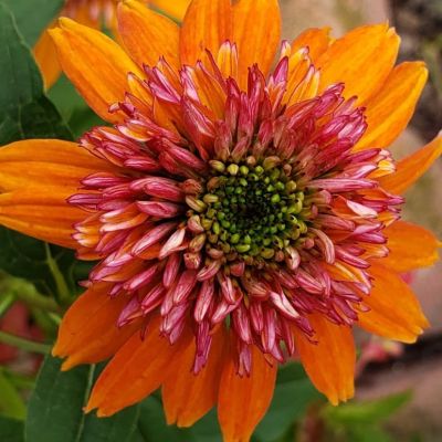 Эхинацея Оренжберри Эхинацея Оренжберри фото