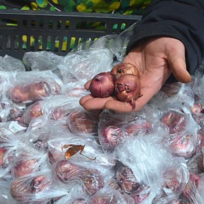 Гладиолус Блю Фрост Гладиолус Блю Фрост фото