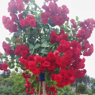 Роза штамбовая Скарлет Роза штамбовая Скарлет - Dolina-Sad.Ru