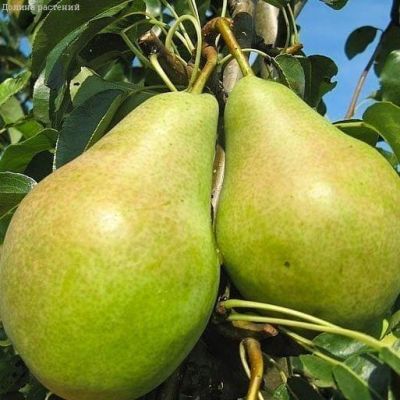 Груша Сокровище/Осенняя фото