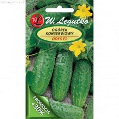Огурец Одис (Польша) Огурец Одис (Польша) фото