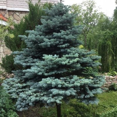 Ель колючая Эрих Фрам Ель колючая Эрих Фрам фото