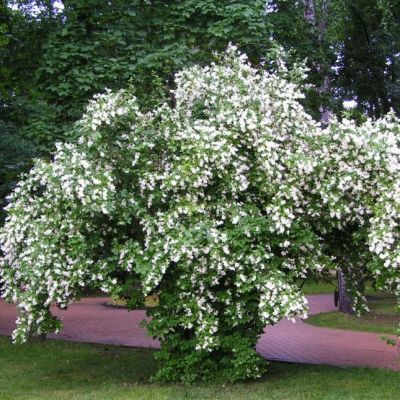 Чубушник Жирандоль фото