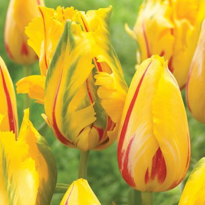 Тюльпан Ла Куртин Пэррот Тюльпан Ла Куртин Пэррот фото