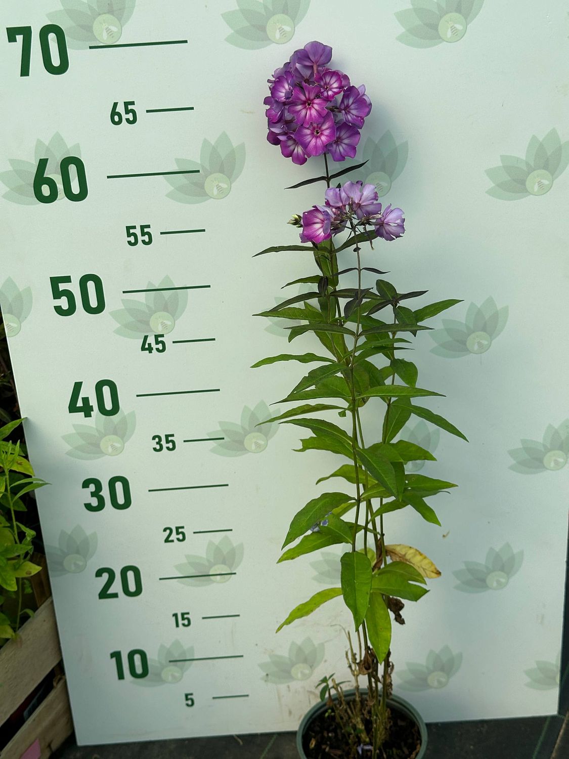 Флокс метельчатый Свит Саммер Сюрпрайз - Dolina-Sad.Ru